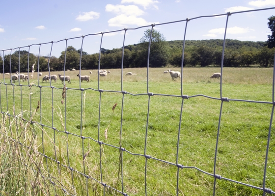 Hot Dip Galvanized 2.5mm Hinged Knot Rural Wire Fencing 4ft