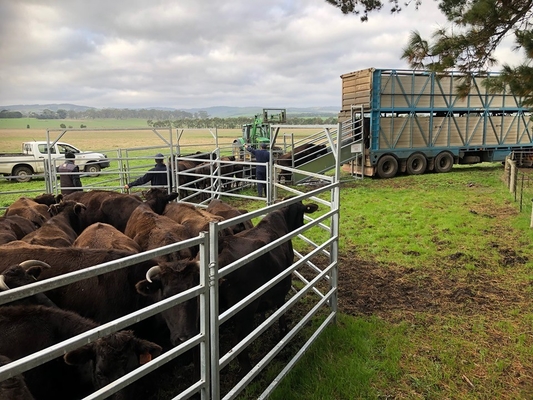 Odm Portable 1.0mm Thick Heavy Duty Galvanized Corral Panels 1.8x3.37m