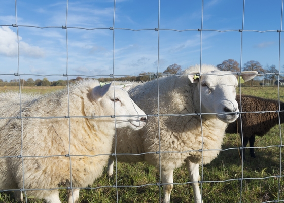 Farm 330ft Length Roll Galvanized Steel Wire Metal Pasture Fencing 6ft