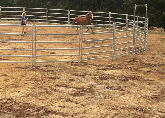 1.8m Height Galvanized Tube Heavy Duty Cattle Panel